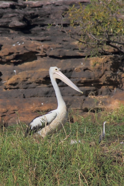 _800Mt Borradaile - Cooper Creek_5675_m_Pelican